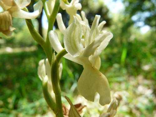 Orchidee delle Madonie